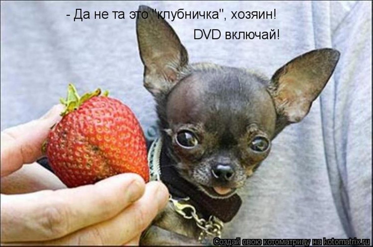 Самая маленькая собака в мире