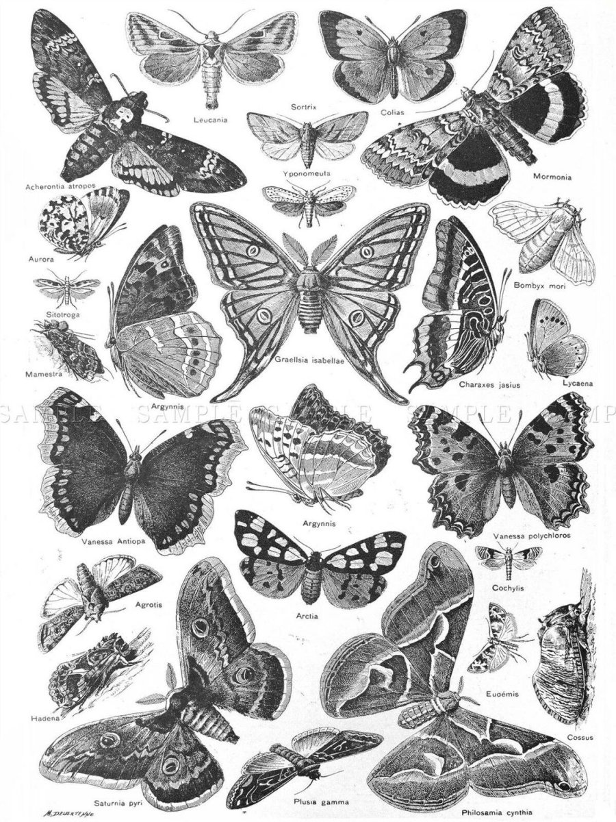 Плакат с бабочками черно белый