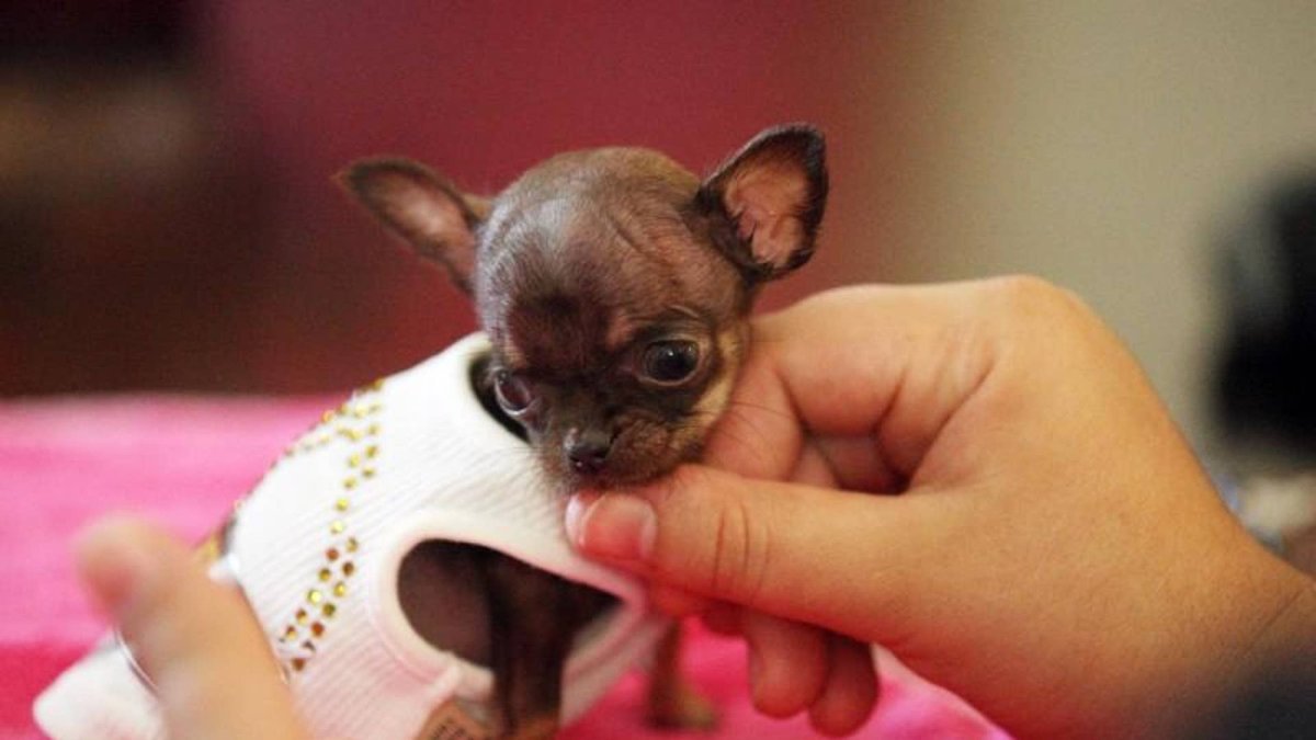 Самая маленькая собака рекорд Гиннесса