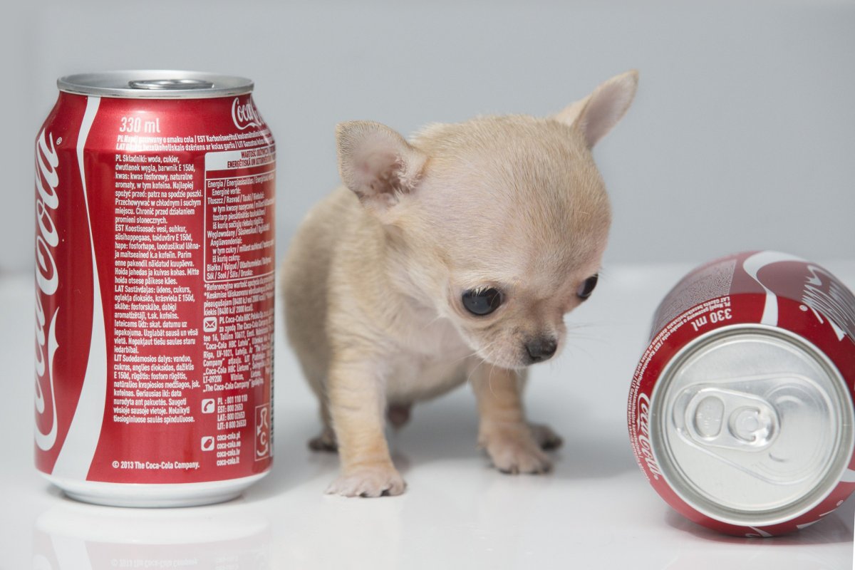 Трое померанский шпиц jiffpom