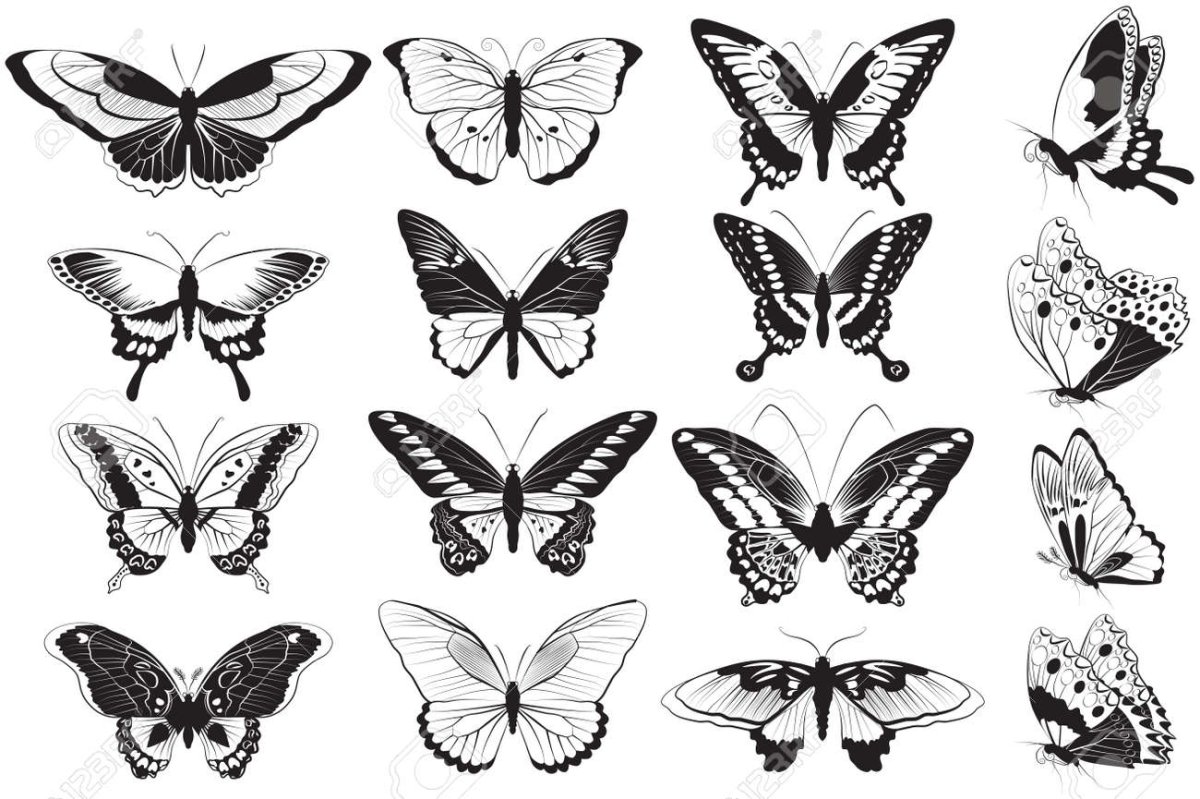 Постеры бабочки черно белые