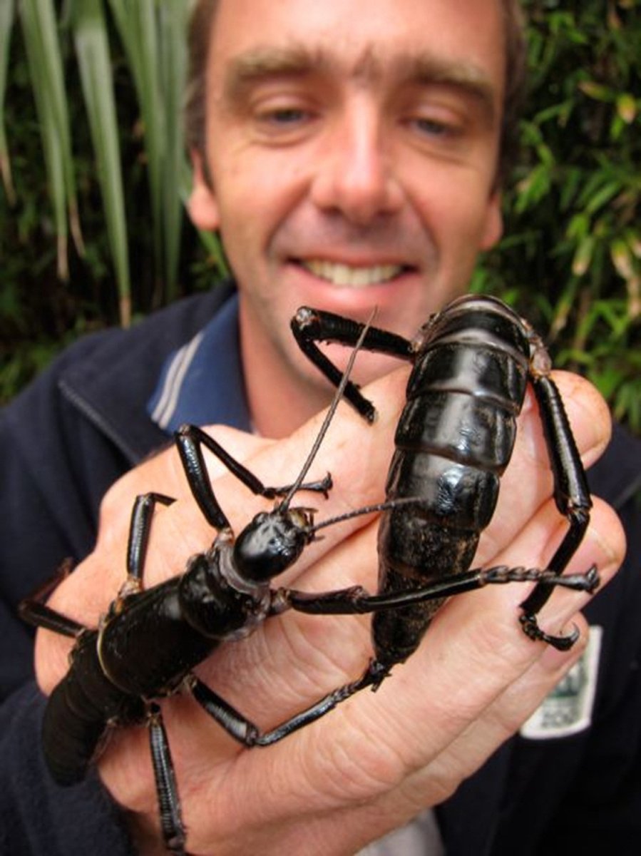 Pterochroza ocellata