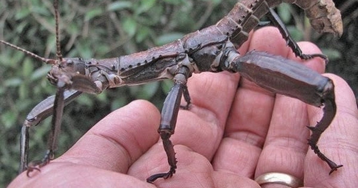Палочник Dryococelus Australis