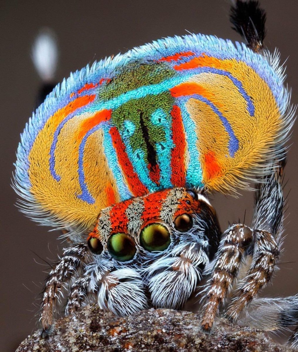 Паук-Павлин (Maratus volans)