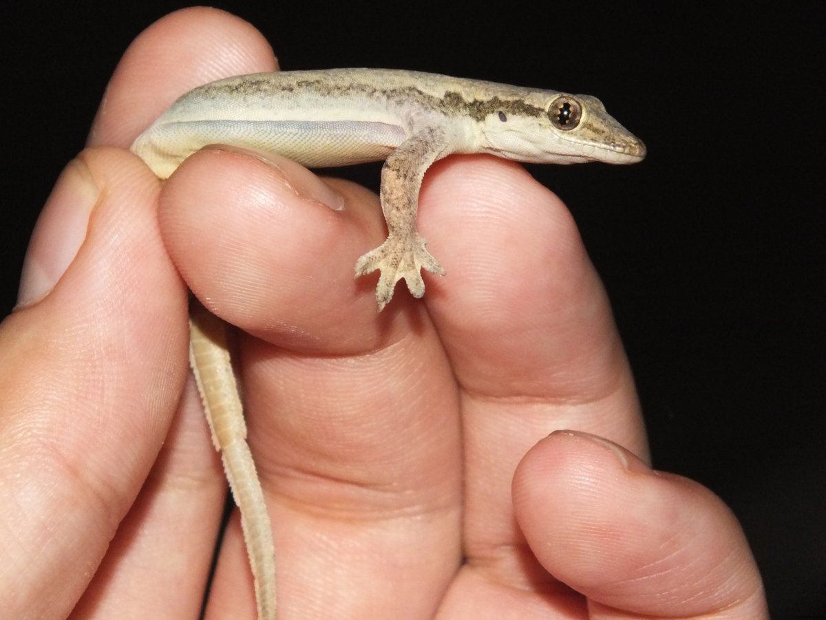 Ящерица Таиланд геккон