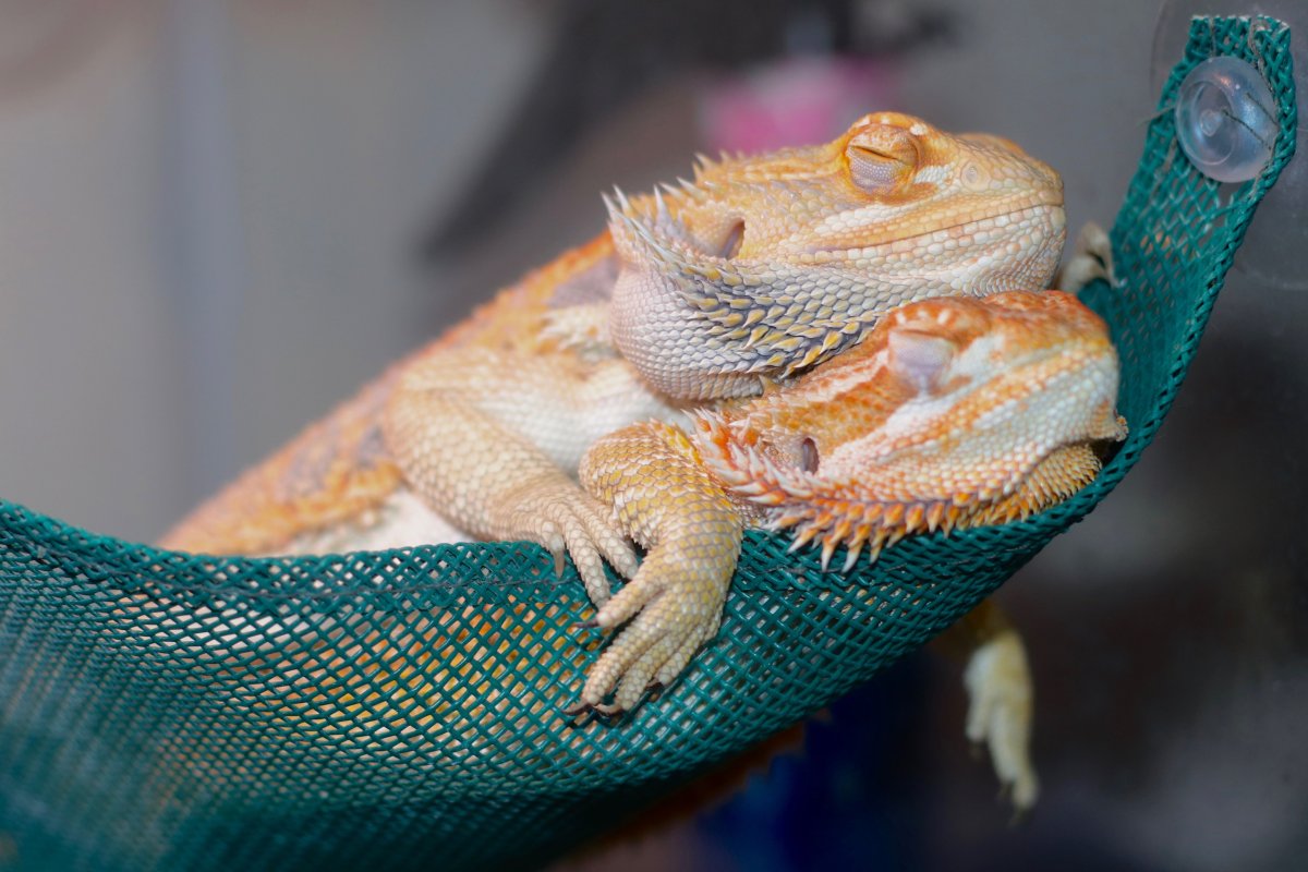 Бородатая агама дракон