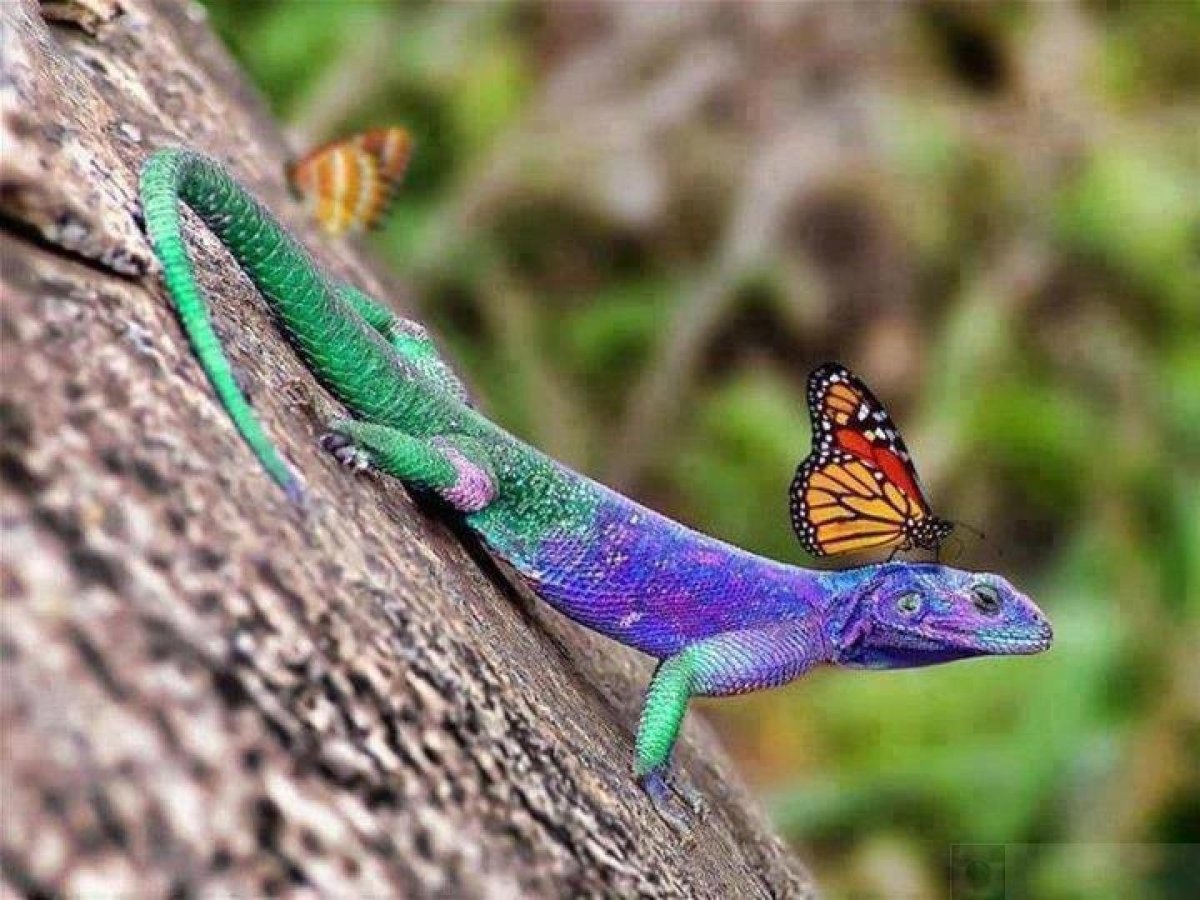 Плоскоголовая агама