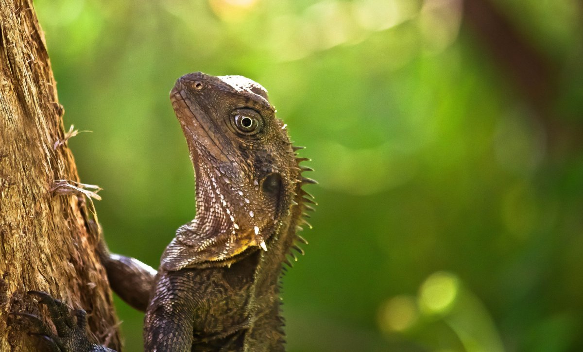 Удивленная ящерица