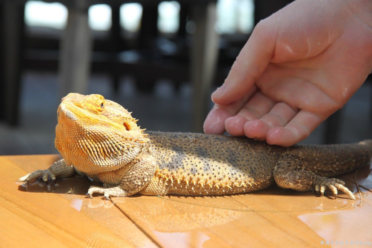 Вараны в Тайланде