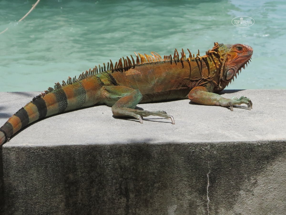 Большая ящерица из Тайланда