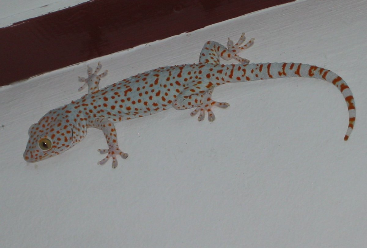 Геккончик Таиланд