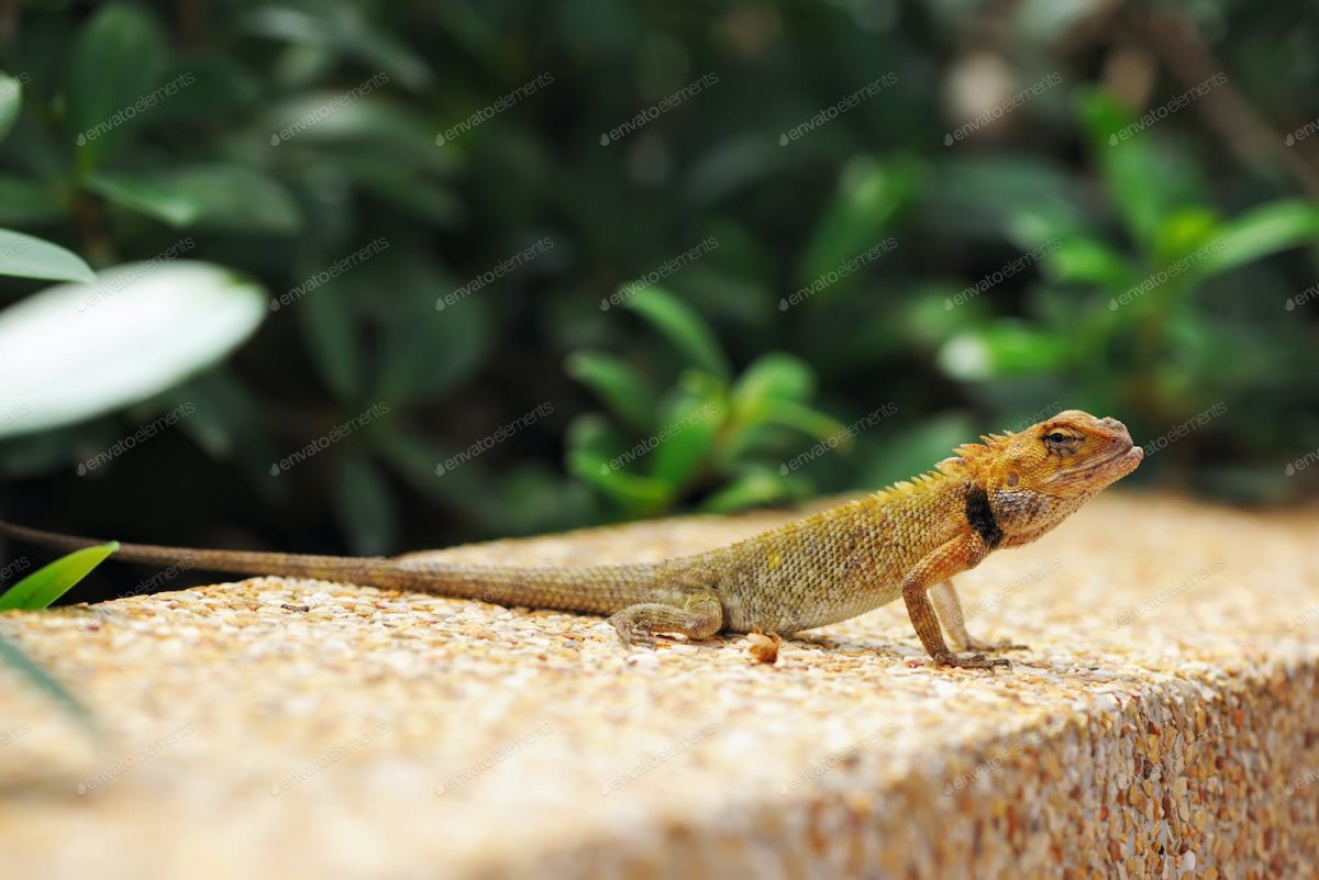Ящерицы Тайланда на длинных лапках
