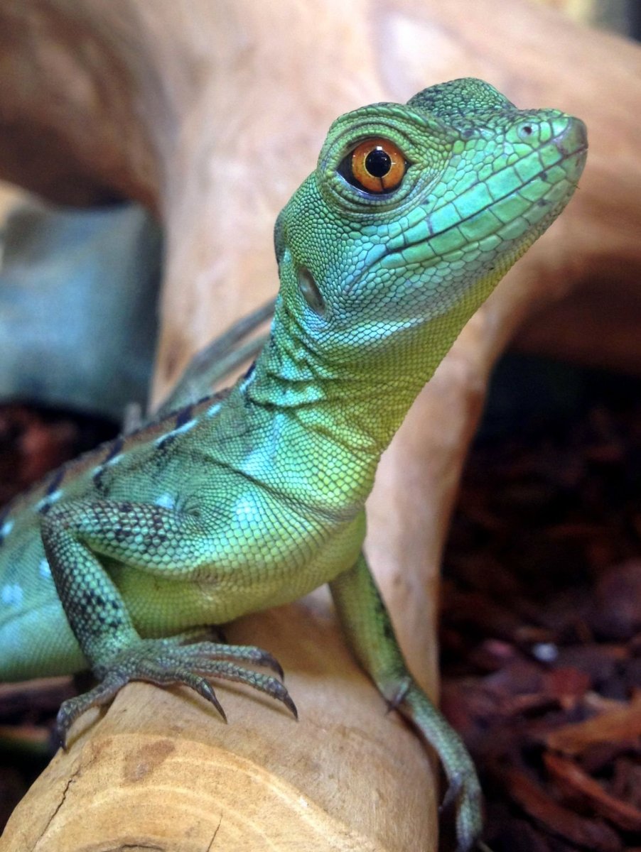 Игуана бородатая агама