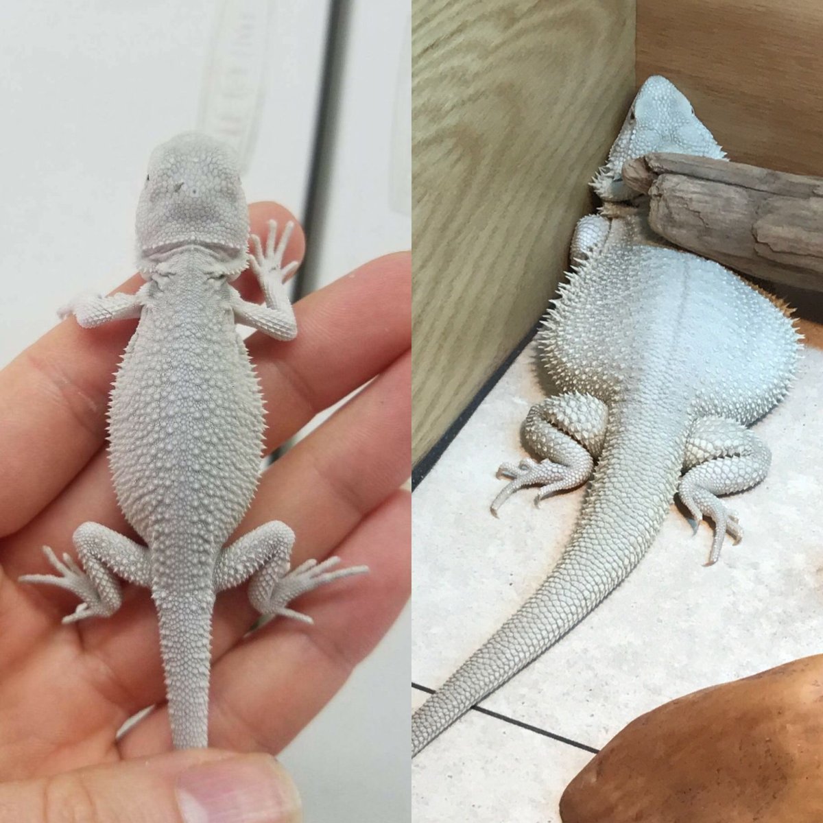 Бородатая агама МОРФА Зеро