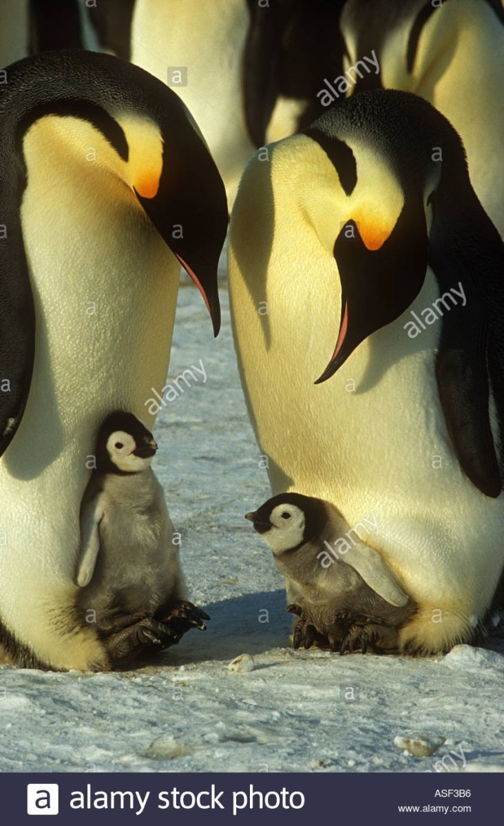 Пингвин Aptenodytes Demersa