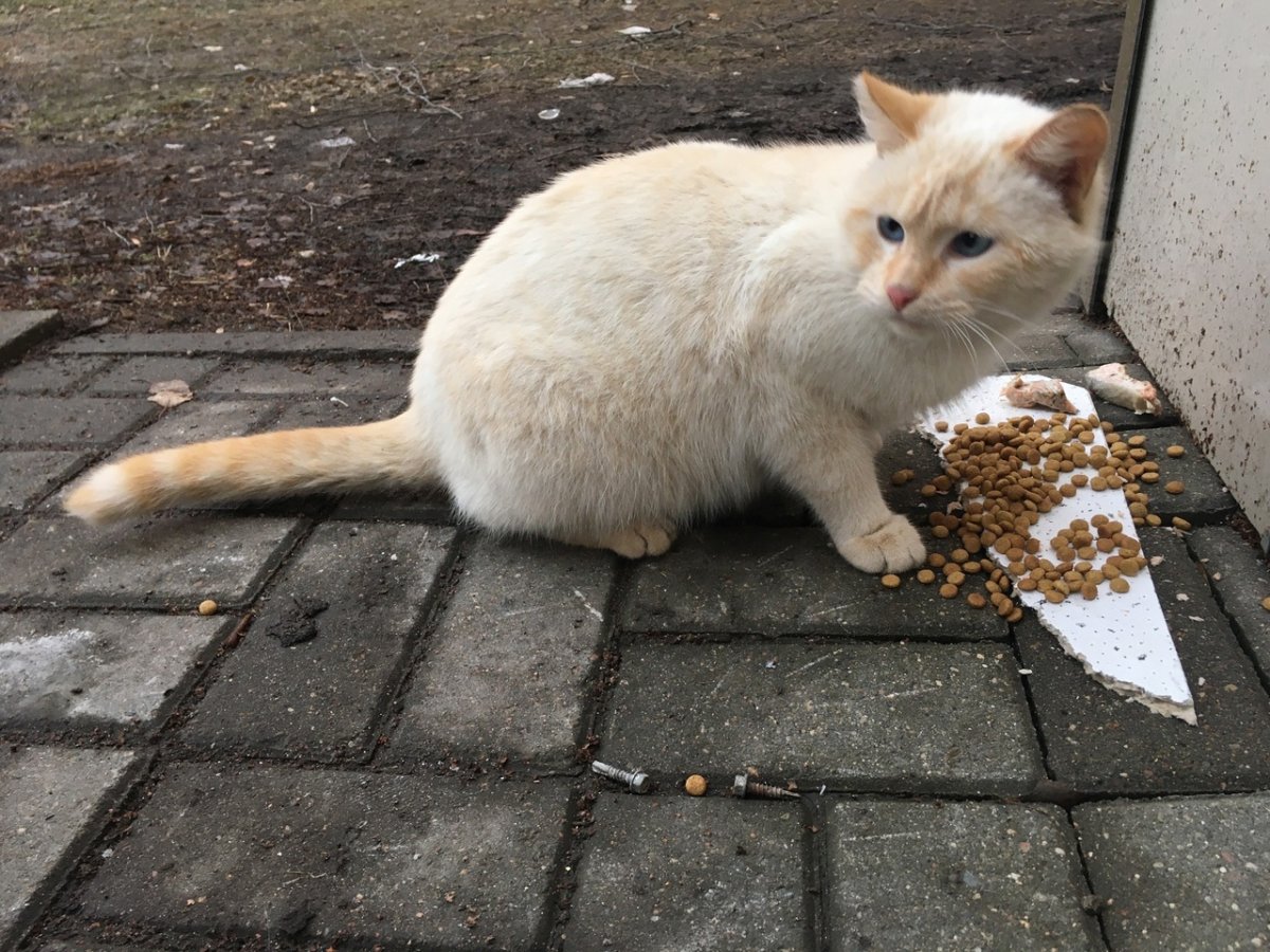 Бездомный кот