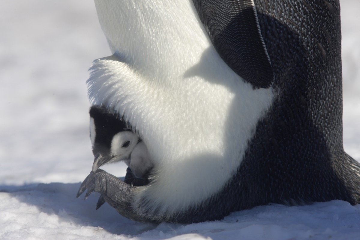 Пушистый Пингвин