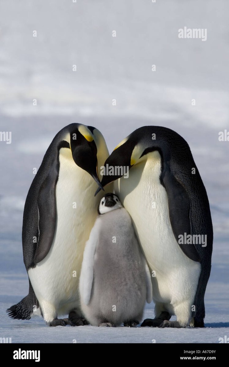 Рокхоппер Пингвин