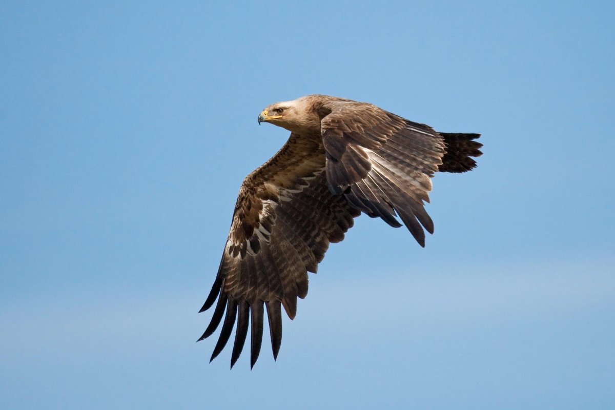 Степные Орлы Башкирии