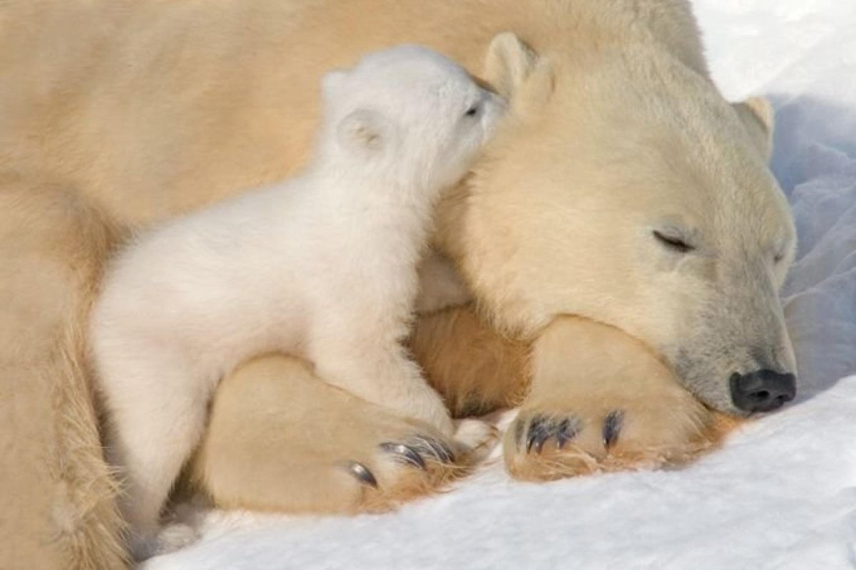 Детеныш белого медведя