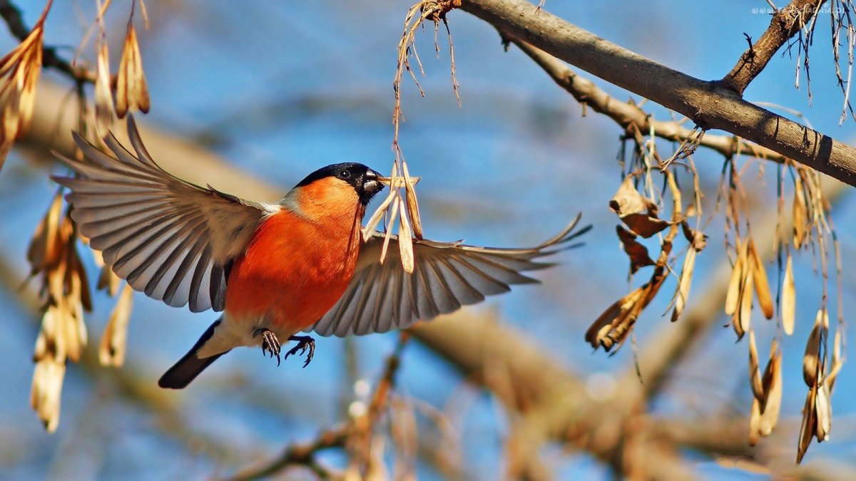 Вьюрковые: , Щур