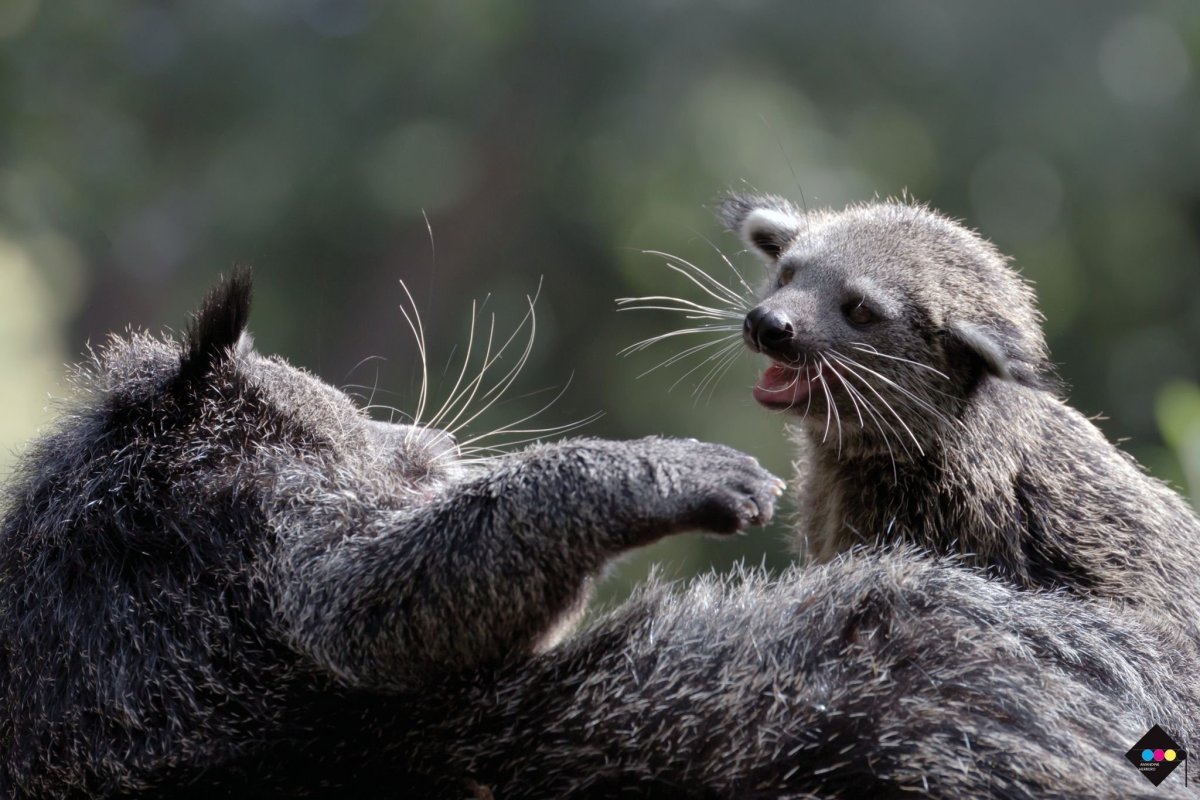 Бинтуронг кошачий медведь детеныш