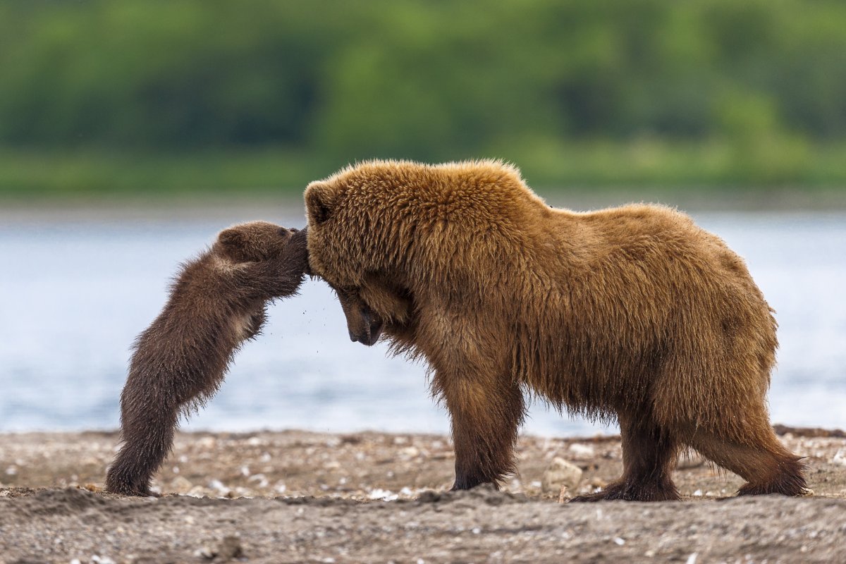 Запусти новых Зоология