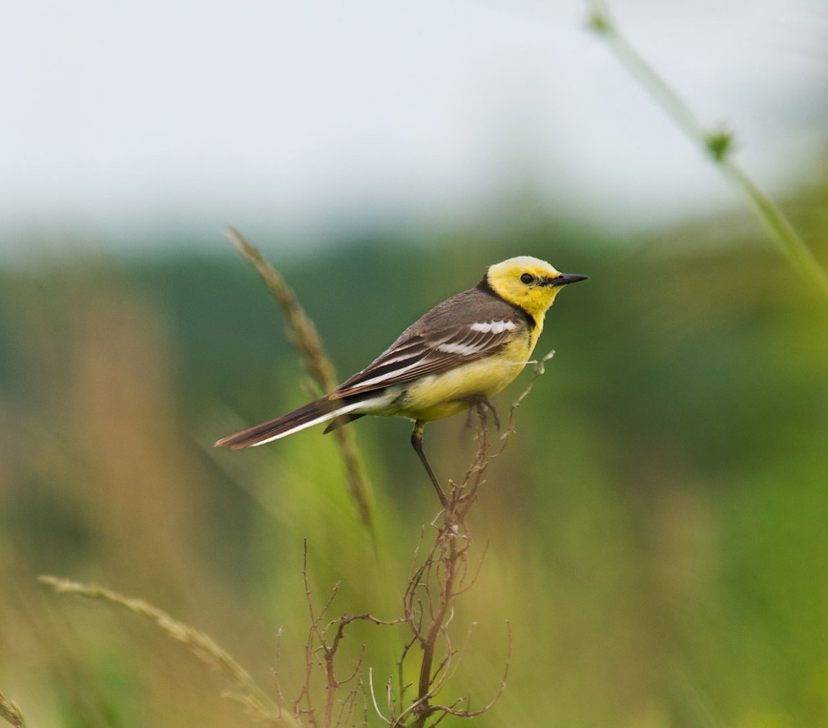 Певчие птицы Мордовии