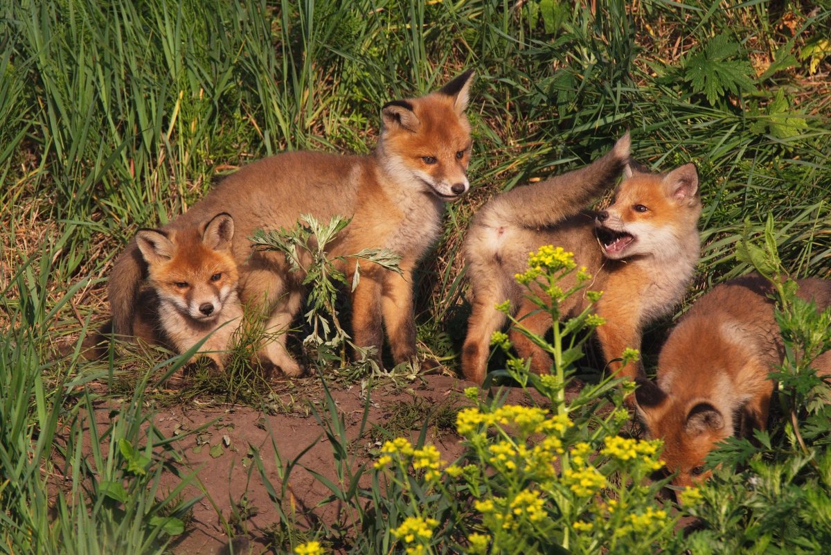 Дикие птицы Северной Америки