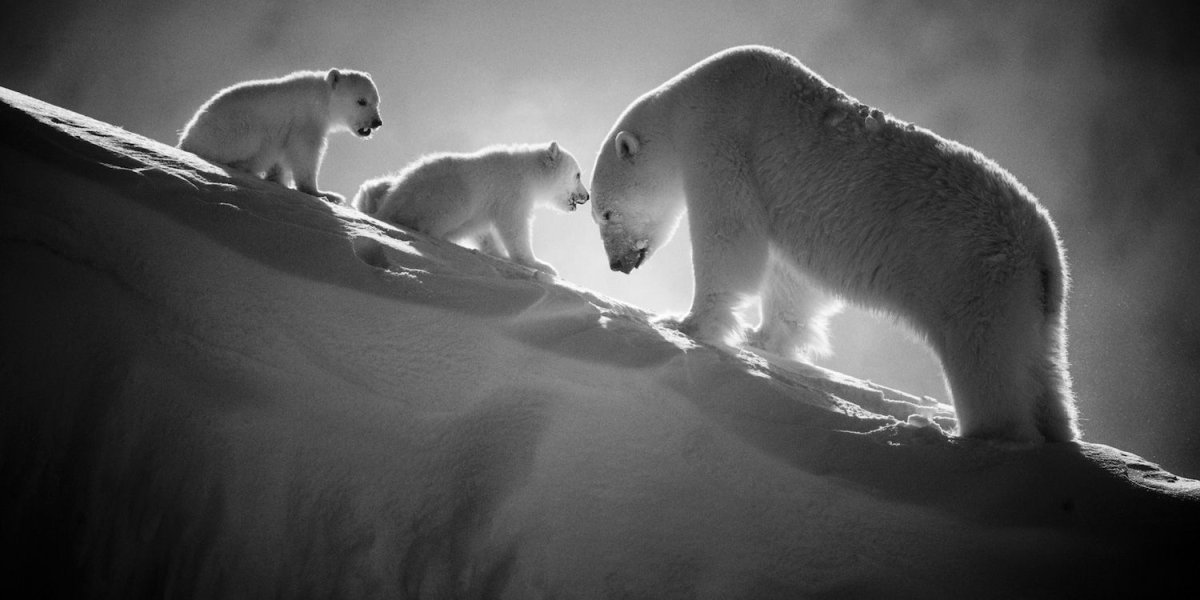 Животные севера белый медведь