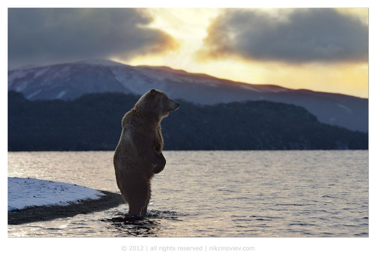 Мишка ждёт в моря