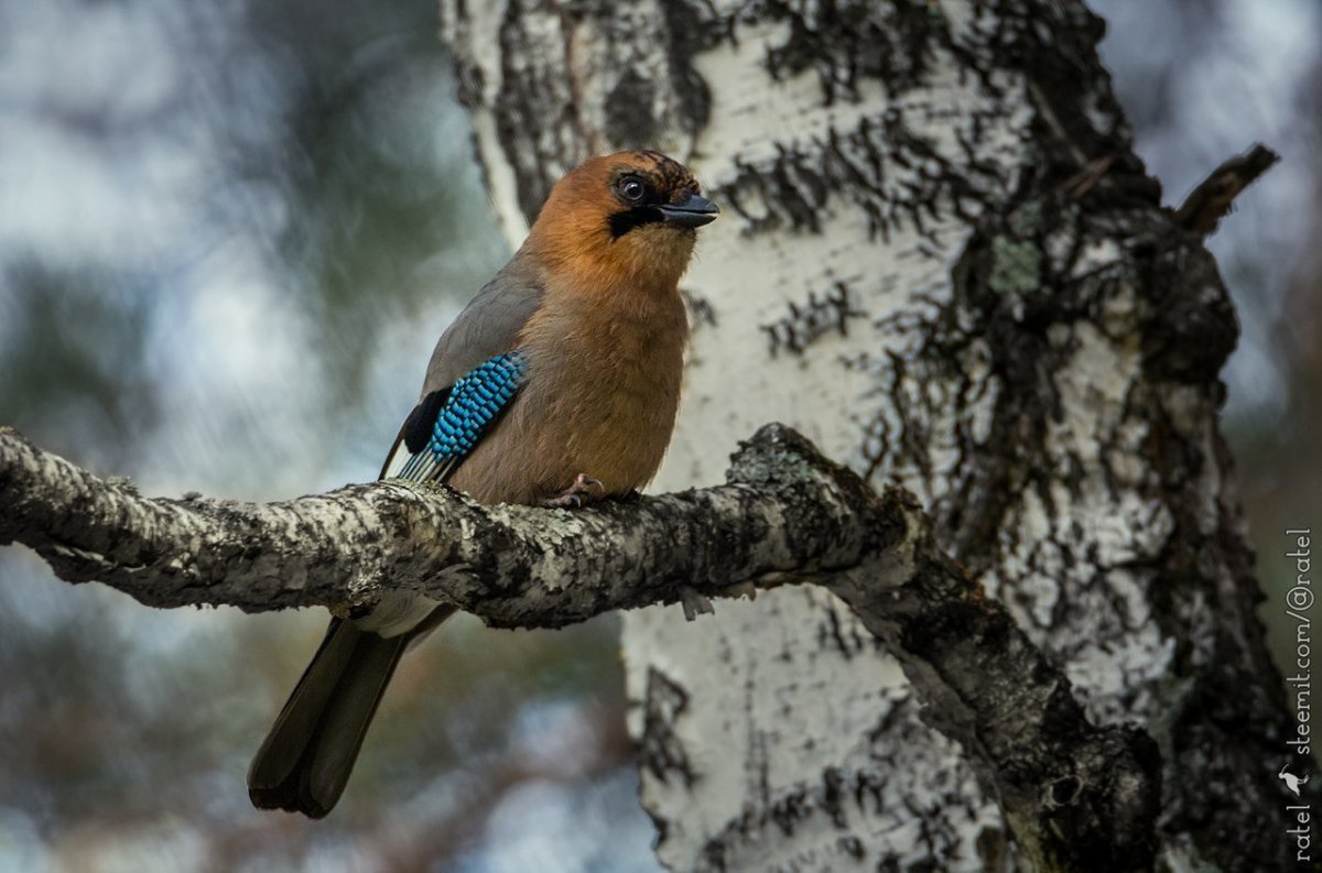 Лесные птицы Ленинградской области