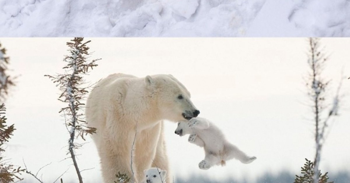 Мама белая Медведица с медвежонком