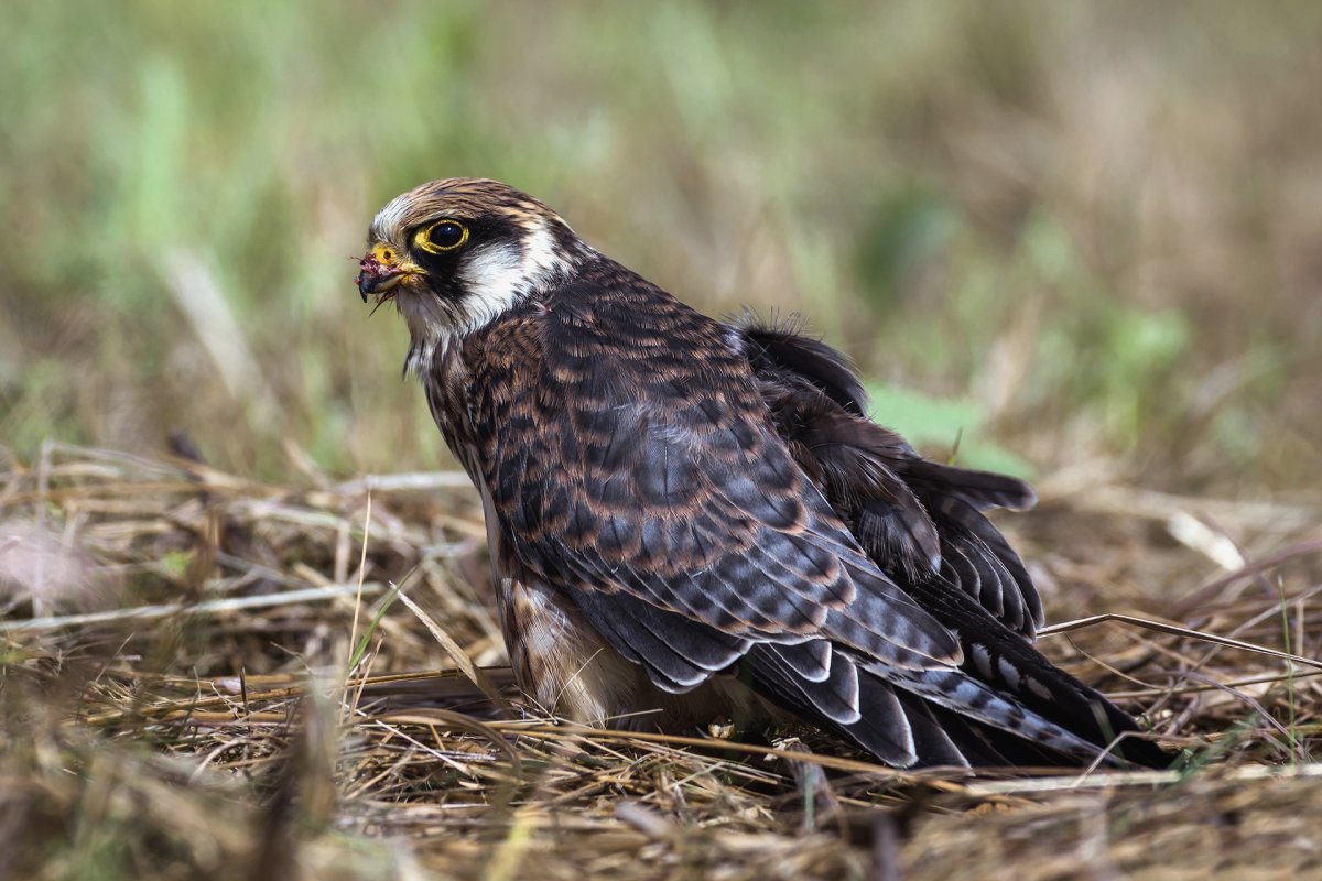 Кобчик птица 2021