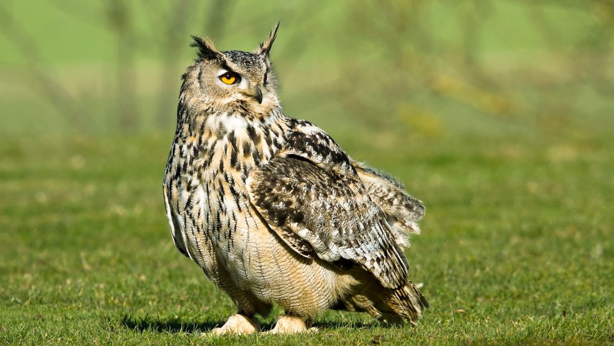 Филин обыкновенный (Bubo Bubo)