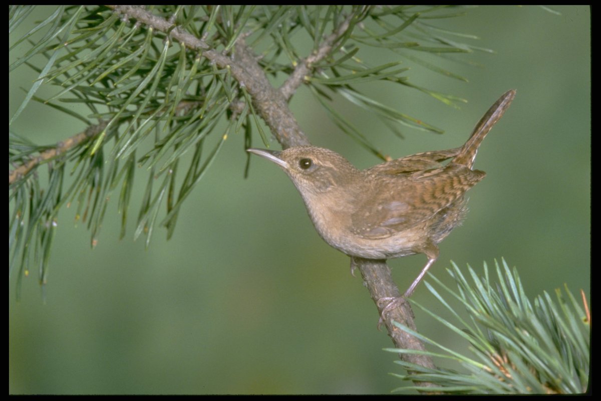 Дупель (Gallinago Media (Latham, 1787))