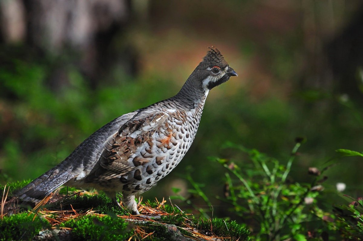 Рябчик Северцова птица