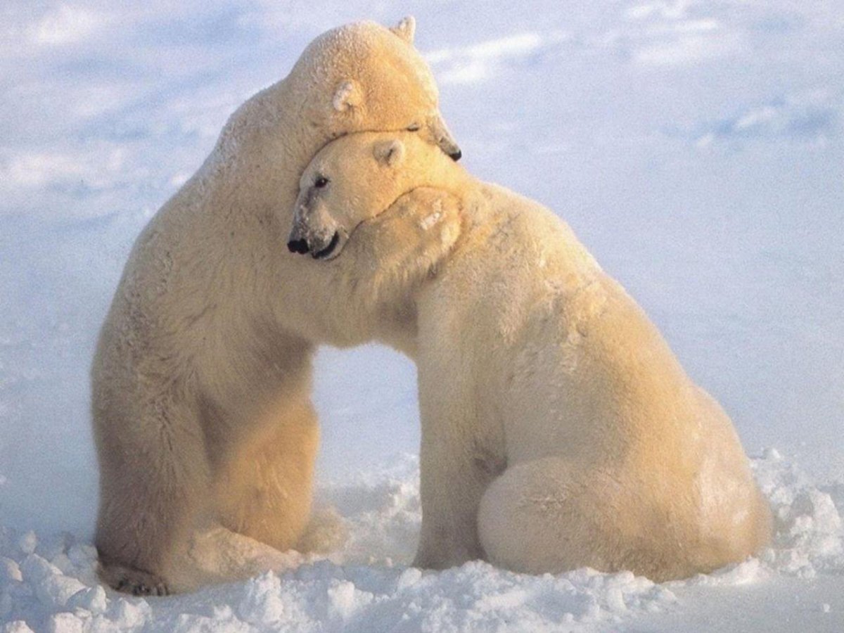 Медведи обнимаются