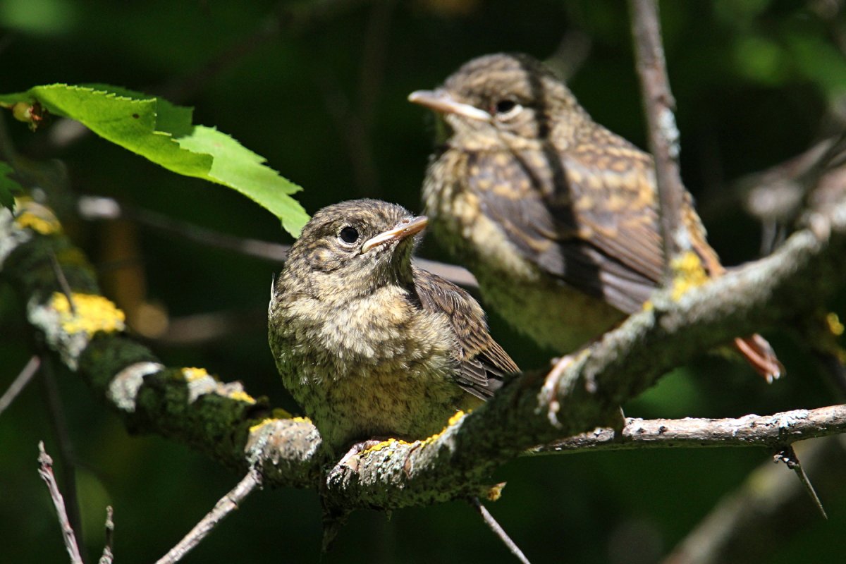Клёст-еловик гнездо