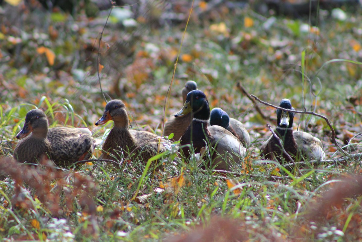 Могильник (Aquila heliaca)