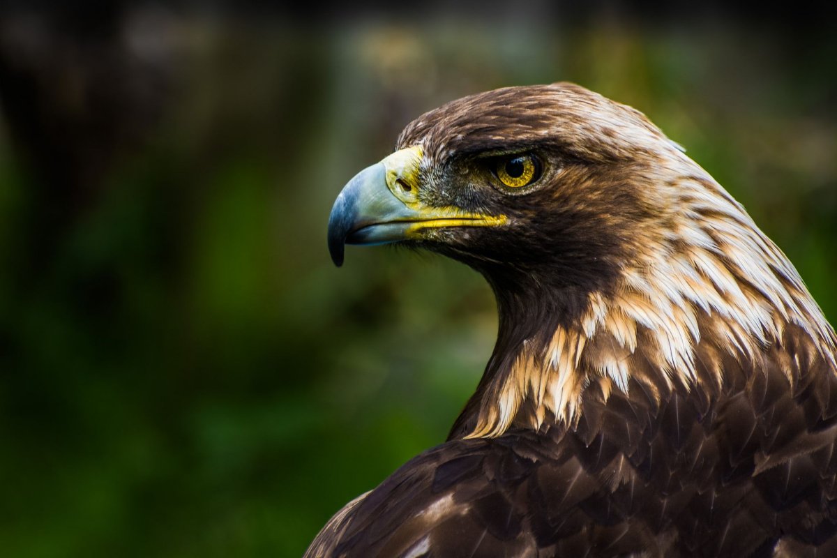 Королевский Беркут
