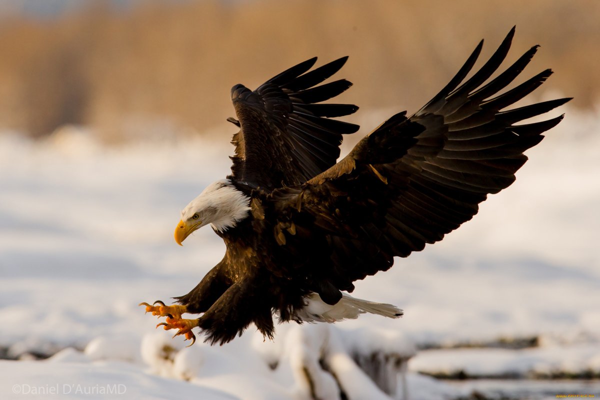 Орлан-белохвост белоголовый
