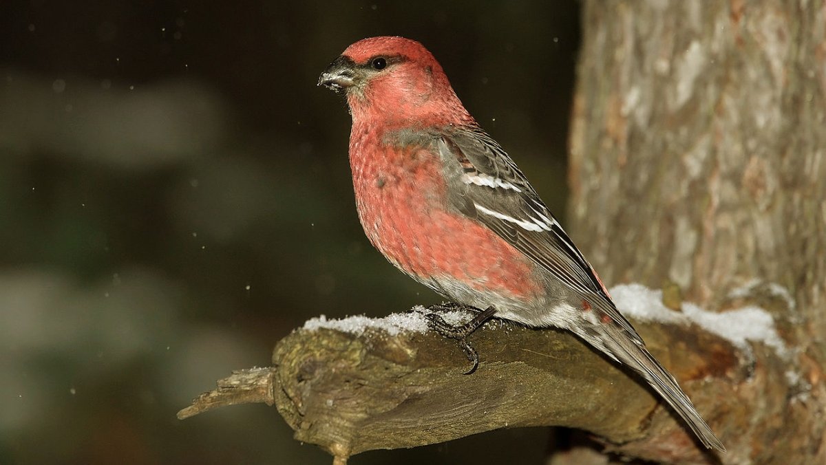 Орлан-белохвост Haliaeetus albicilla