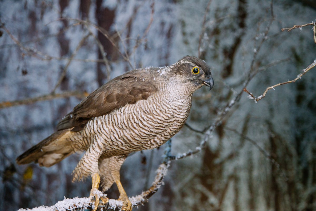 Мордовский заповедник фауна