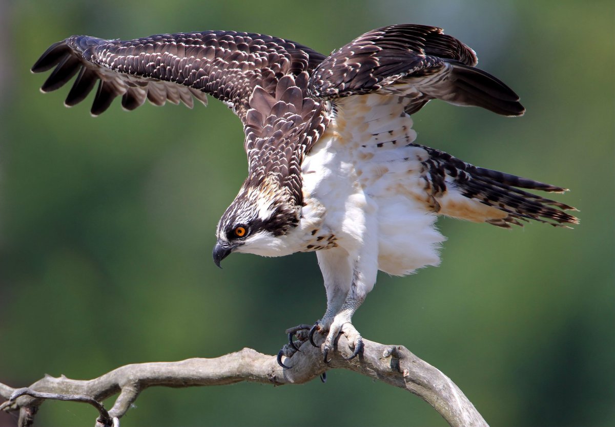 Ястреб Орел Беркут