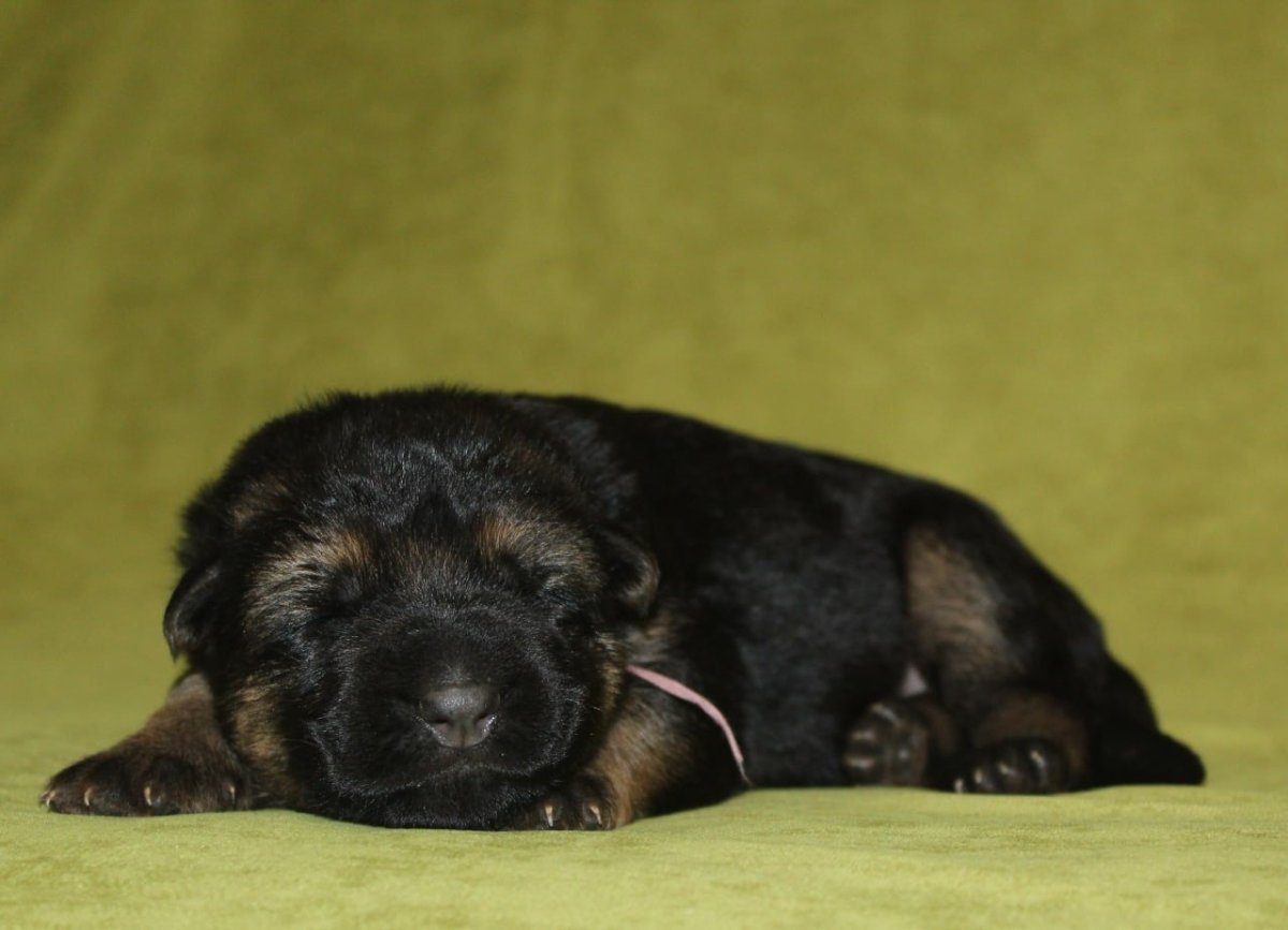 Новорожденные щенки овчарки