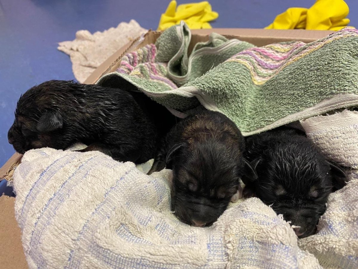 Щенки новорождённые в ветеринарной клинике