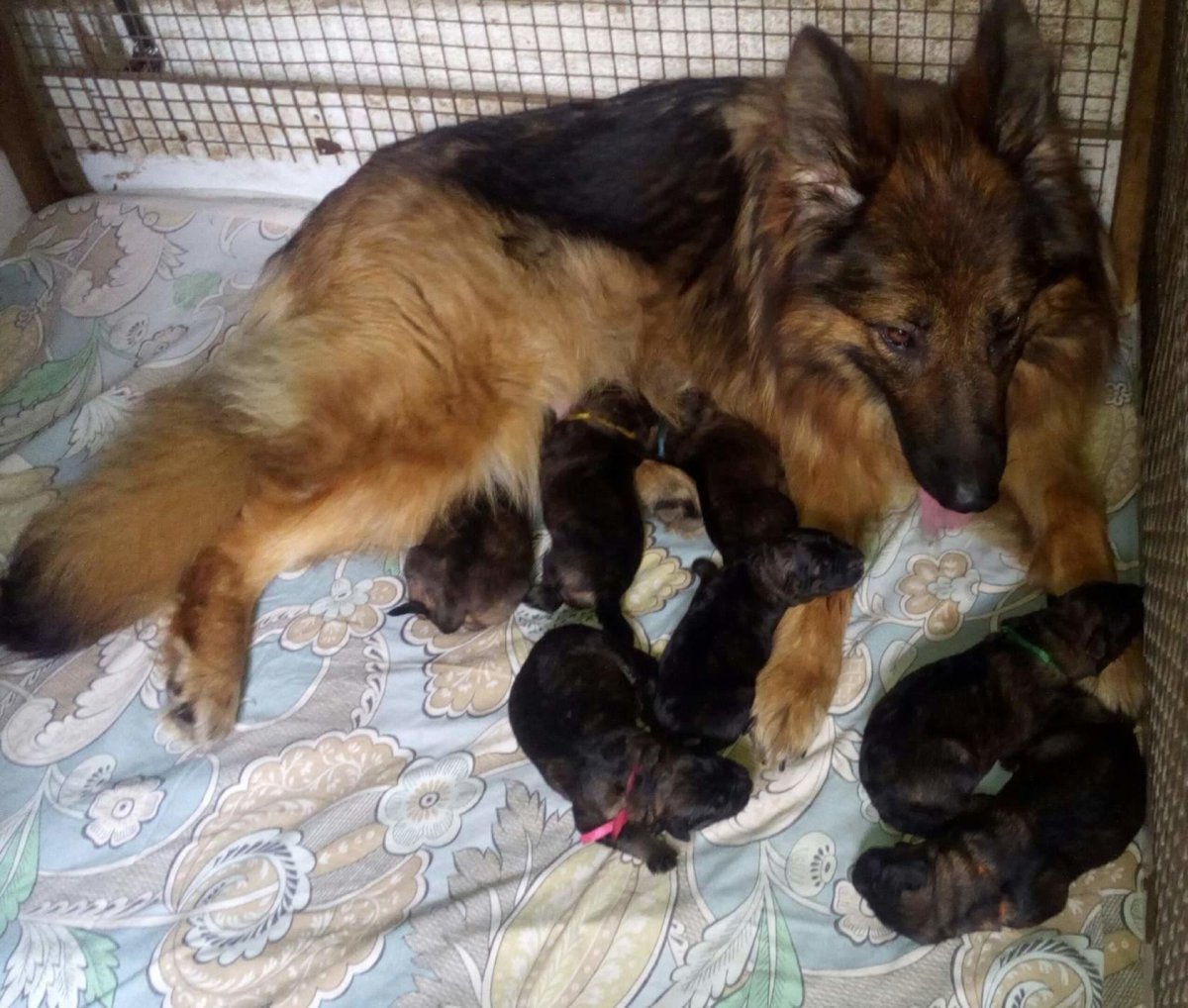 Новорожденные щенки длинношерстной немецкой овчарки