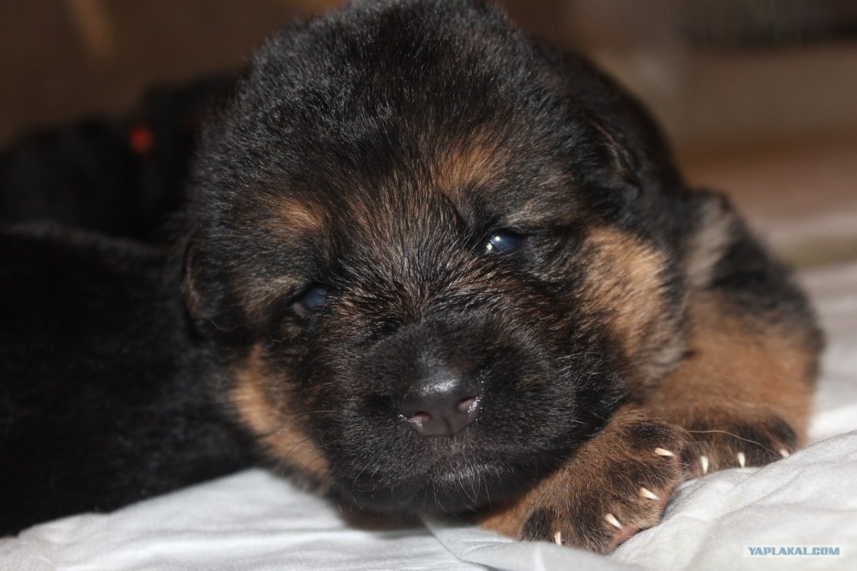 Новорожденные щенки босерона