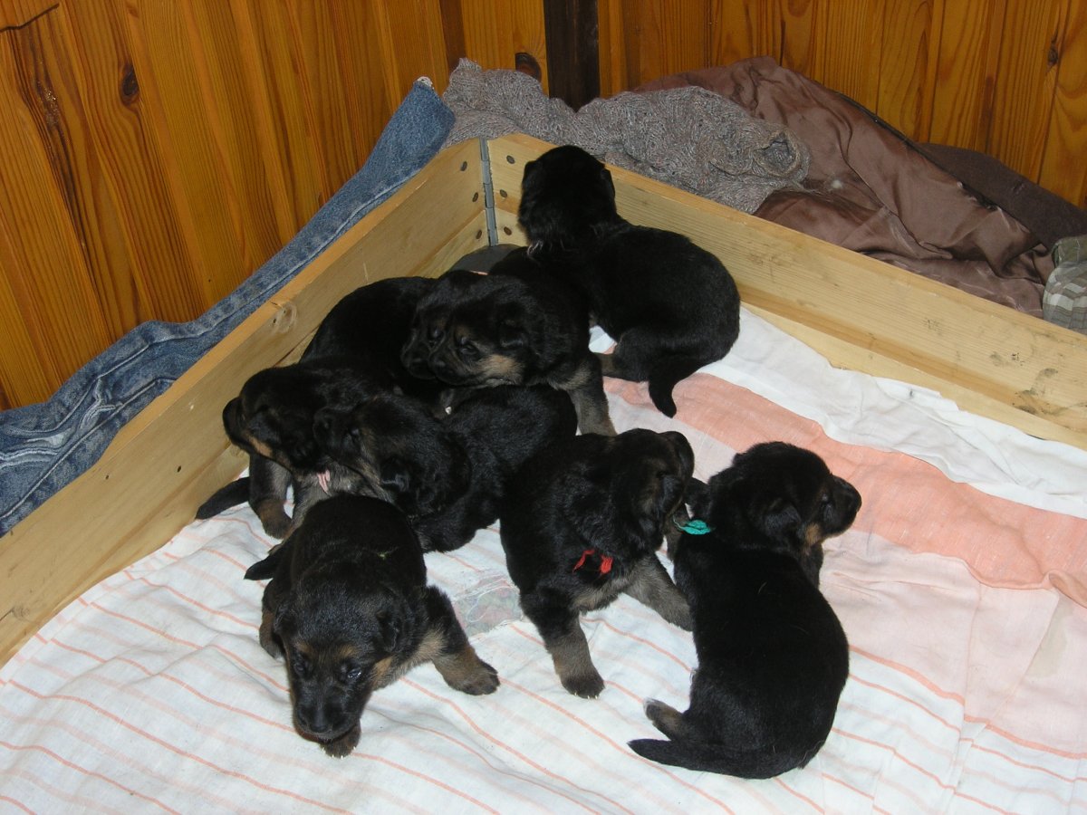 Новорожденные щенки овчарки